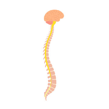 Spinal cord anatomy