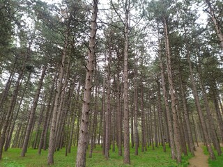 Fototapeta premium Forest