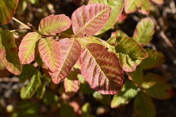 Poison Oak Leaf Turning Red In Middle Of September For Plant ID