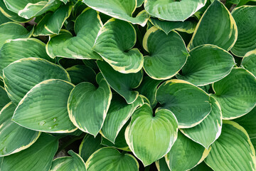 Fototapeta premium Dark green wet Hosta plantaginea leaves with light yellow edging
