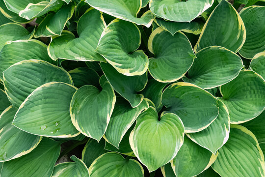 Dark green wet Hosta plantaginea leaves with light yellow edging