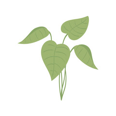 plant leaf ecological