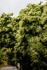green chestnut flowers in the chestnut tree