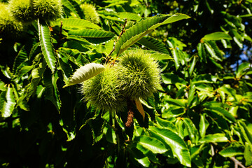 Raw chestnut hangs on a chestnut tree