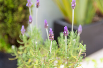 Flores de jardín. Lavandas y otras flores en el jardín de casa