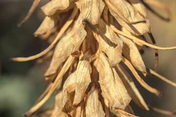 ramas secas de flor de aloe vera
