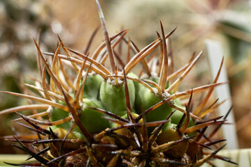 Naklejka na ściany i meble Prickly cactus. Cactus in beautiful style on green background. Macro closeup.