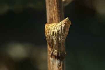 ramas secas de flor de aloe vera