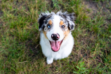 Australian Shepherd dog sitting on green grass with mouth open and tongue sticking out..