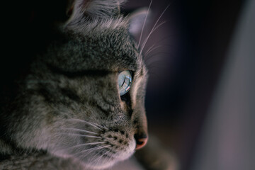 Lindo gato mirando al costado de la escena.
