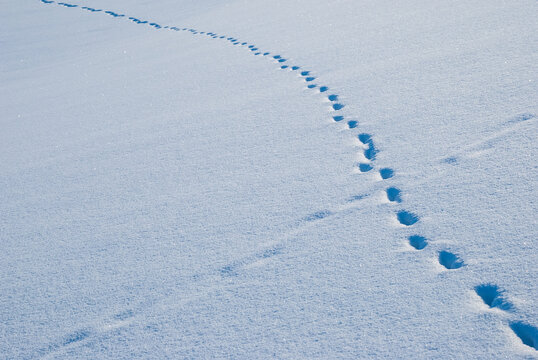 Background image with snow texture. Footprints in the snow.