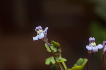 flor perrito o snapdragon, foto macro y con flash