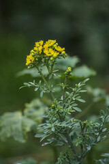 flor de ruda o hierba de gracia