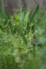 pasto y flores de maleza