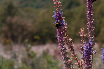 lavender field in region