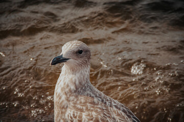 seagull on the sand