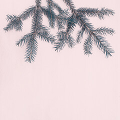 Fototapeta na wymiar Spruce twigs with short needles with copy space
