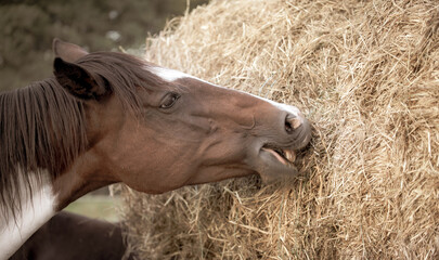 Horse head eating hay from a bale. Feeding horses on the farm. Animals care
