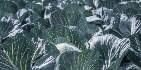 Obraz premium Cabbage field. Autumn Vegetable Banner. Organic farming - healthy food. Agriculture