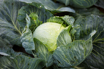 Cabbage on the field. Autumn Vegetable Banner. Organic farming - healthy food. Agriculture