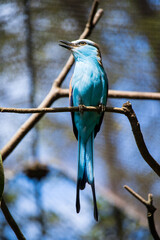 blue bird resting