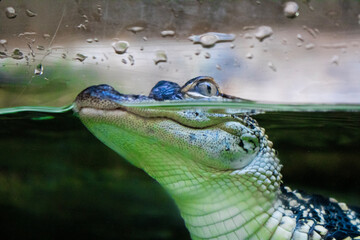 close up of a alligator