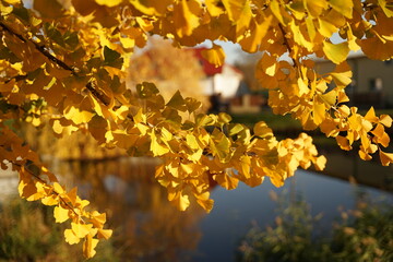 Maidenhair tree (Ginkgo biloba ) closeup yellow leaves, autumn concept