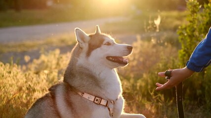A Siberian Husky dog sits on green grass and gives a paw to its owner at sunset. A sign of a dog's loyalty to its owner. Slow motion