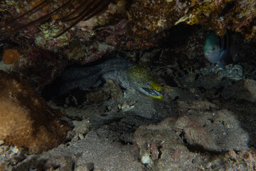 Moray eel Mooray lycodontis undulatus in the Red Sea, Eilat Israel