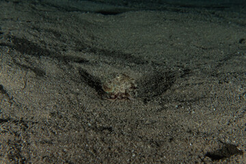 Fish swim in the Red Sea, colorful fish, Eilat Israel
