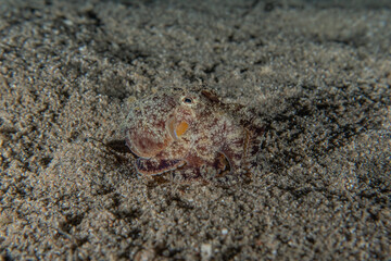 Fish swim in the Red Sea, colorful fish, Eilat Israel
