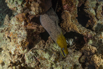 Moray eel Mooray lycodontis undulatus in the Red Sea, Eilat Israel
