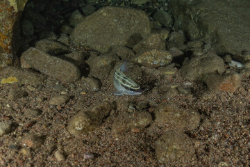 Fish swim in the Red Sea, colorful fish, Eilat Israel
