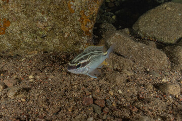 Fish swim in the Red Sea, colorful fish, Eilat Israel
