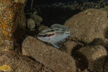 Fish swim in the Red Sea, colorful fish, Eilat Israel
