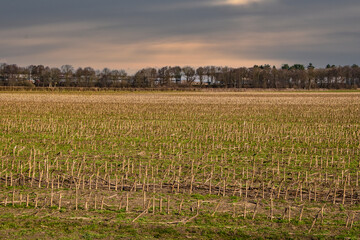 Wheat field after harvest, mowed field, empty field with straw after harvest, seasonal farm work. autumn evening.