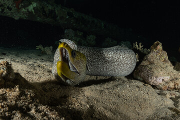Moray eel Mooray lycodontis undulatus in the Red Sea, Eilat Israel
