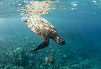 green sea turtle coming to the surface to breath in Hawaii