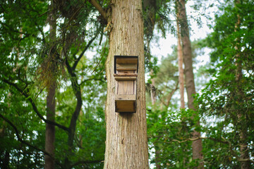 Bird house, bird-box on tree