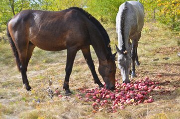 Naklejka premium horses eat apples from the ground on a farm selective focus