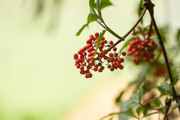 Ripe red-orange rowan berries close-up growing on the branches of a rowan tree