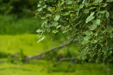 Fototapeta premium Green summer forest landscape at daytime with river
