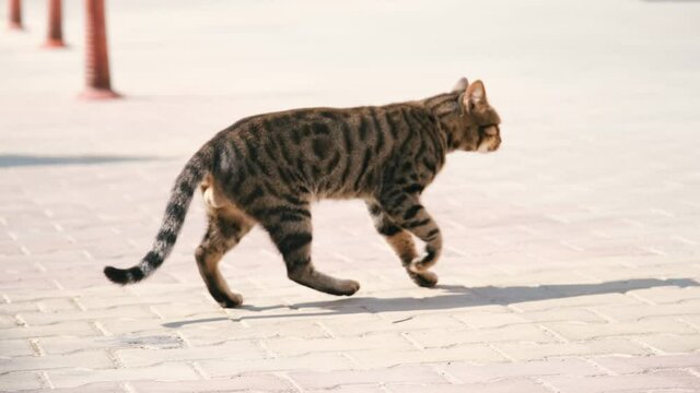 The cute stray cat is trying to walk outside with one leg injured.