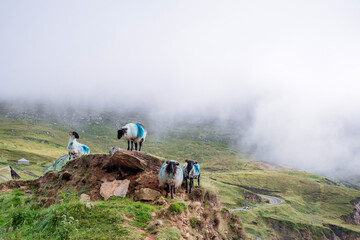 Sheep on a hill, mountains in the background in fog. Keem beach, Achill island, county Mayo, Ireland