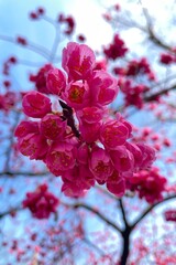 pink cherry blossom