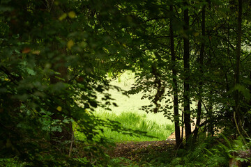 Green summer forest landscape at daytime with river