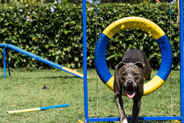 Pit bull dog jumping the tire while practicing agility and playing in the dog park.