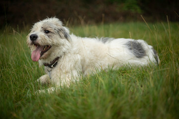 The dog stuck out his tongue. The pet rests on the grass. An animal with white hair.