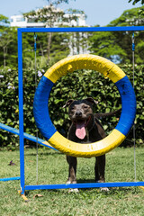 Pit bull dog jumping the tire while practicing agility and playing in the dog park.