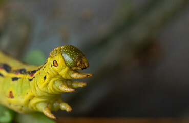 Hyles moth caterpillar/Oruga de polilla del género Hyles